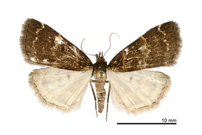 黃斑亥鬚裳蛾 Hydrillodes flavimacula 雌蟲