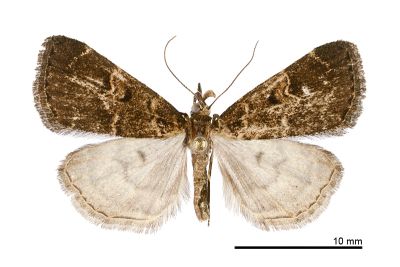 黃斑亥鬚裳蛾 Hydrillodes flavimacula 雄蟲