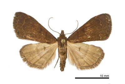 棕暈亥鬚裳蛾 Hydrillodes fusca 雄蟲
