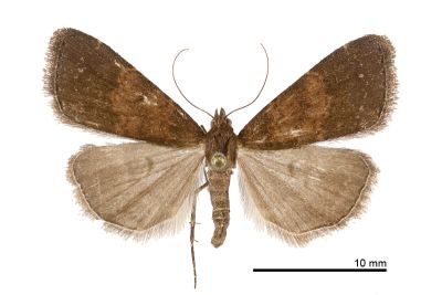 棕暈亥鬚裳蛾 Hydrillodes fusca 雌蟲