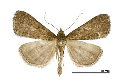 棕暈亥鬚裳蛾 Hydrillodes fusca 雄蟲