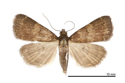 普亥鬚裳蛾 Hydrillodes lentalis 雌蟲