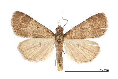普亥鬚裳蛾 Hydrillodes lentalis 雄蟲