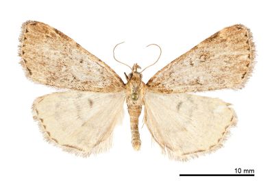 大黃斑亥鬚裳蛾 Hydrillodes macroflavimacula 雄蟲