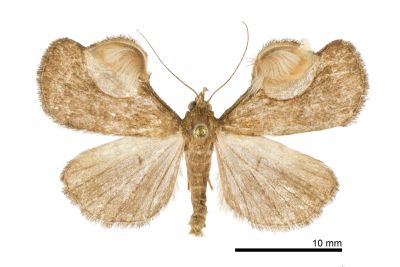大黃斑亥鬚裳蛾 Hydrillodes macroflavimacula 雄蟲