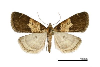 黃斑亥鬚裳蛾 Hydrillodes flavimacula 雌蟲