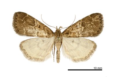 黃斑亥鬚裳蛾 Hydrillodes flavimacula 雄蟲