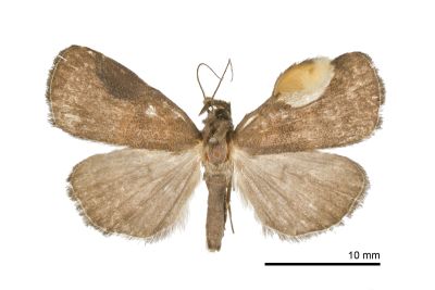 Hydrillodes taiplicalis 雄蟲