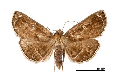 白斑猗裳蛾 Idia albomaculata 雌蟲