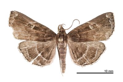 白斑猗裳蛾 Idia albomaculata 雄蟲