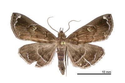 白斑猗裳蛾 Idia albomaculata 雄蟲