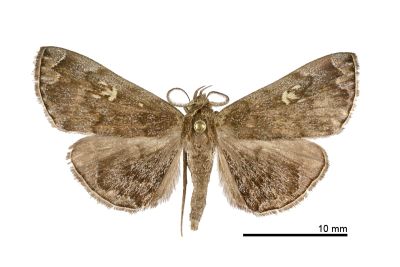黃斑猗裳蛾 Idia fulvipicta 雄蟲