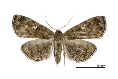 黃斑猗裳蛾 Idia fulvipicta 雌蟲