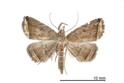 阿美微鬚裳蛾 Lysimelia amis 雄蟲