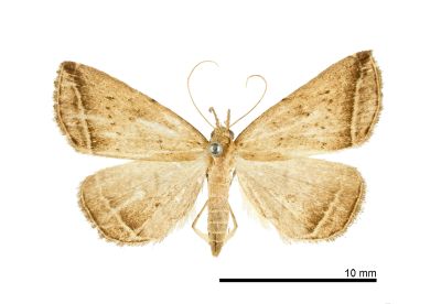 Lysimelia lucidoides 雌蟲