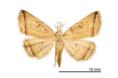 Lysimelia lucidoides 雌蟲