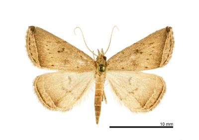 Lysimelia lucidoides 雄蟲