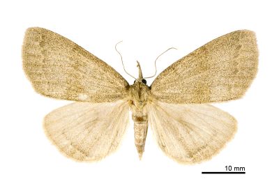 灰褐巨鬚裳蛾 Megaloctena mandarina 雌蟲