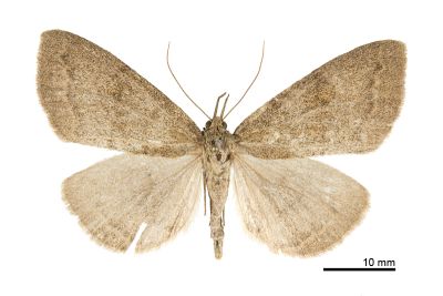 灰褐巨鬚裳蛾 Megaloctena mandarina 雌蟲