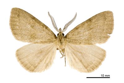 灰褐巨鬚裳蛾 Megaloctena mandarina 雄蟲