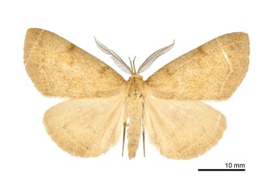 灰褐巨鬚裳蛾 Megaloctena mandarina 雄蟲