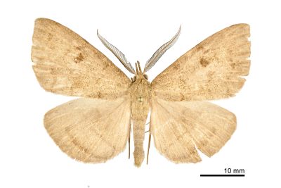 灰褐巨鬚裳蛾 Megaloctena mandarina 雄蟲