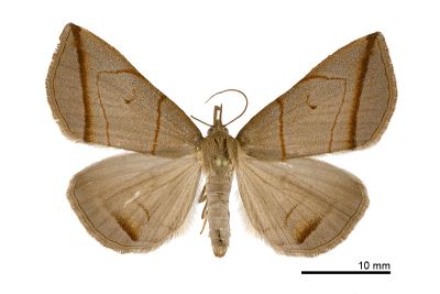 角紋浪鬚裳蛾 Mesoplectra angulina 雌蟲