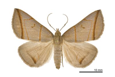 角紋浪鬚裳蛾 Mesoplectra angulina 雄蟲