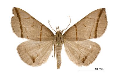 角紋浪鬚裳蛾 Mesoplectra angulina 雄蟲