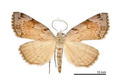 Mesoplectra hampsoni 雌蟲