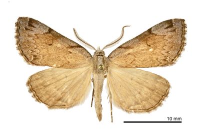 Mesoplectra hampsoni 雄蟲