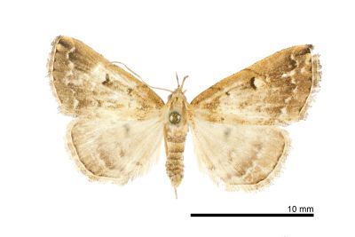 斷紋浪鬚裳蛾 Mesoplectra interrupta 雌蟲