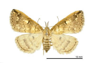 斷紋浪鬚裳蛾 Mesoplectra interrupta 雌蟲