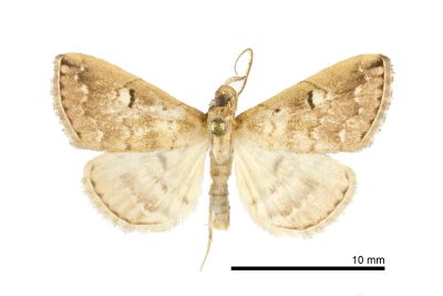 斷紋浪鬚裳蛾 Mesoplectra interrupta 雄蟲