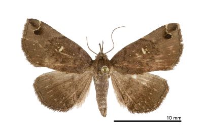 白斑毛鬚裳蛾 Bertula albipunctata 雌蟲