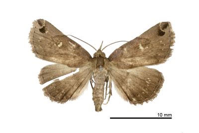 白斑毛鬚裳蛾 Bertula albipunctata 雄蟲