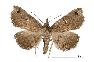 白斑毛鬚裳蛾 Bertula albipunctata 雄蟲