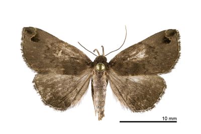 白斑毛鬚裳蛾 Bertula albipunctata 雌蟲