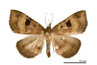 大黑斑毛鬚裳蛾 Mosopia macrostigmata 雄蟲