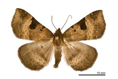 大黑斑毛鬚裳蛾 Mosopia macrostigmata 雄蟲