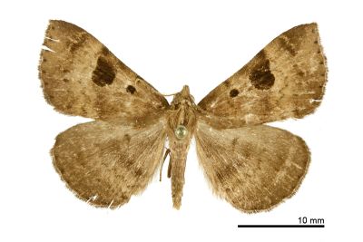 大黑斑毛鬚裳蛾 Mosopia macrostigmata 雄蟲
