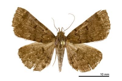 棕毛鬚裳蛾 Mosopia parasordidum 雌蟲