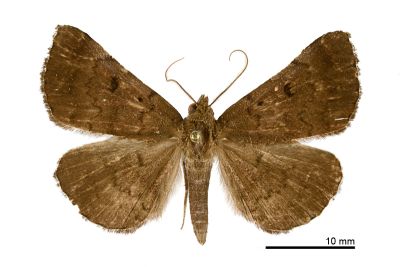 棕毛鬚裳蛾 Mosopia parasordidum 雄蟲