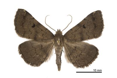 棕毛鬚裳蛾 Mosopia parasordidum 雄蟲