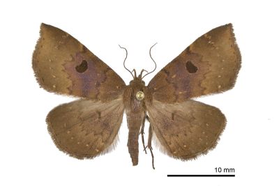 黑斑毛鬚裳蛾 Mosopia punctilinea 雌蟲