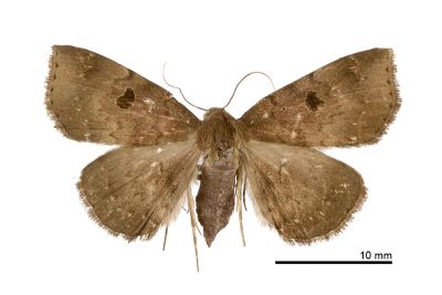 黑斑毛鬚裳蛾 Mosopia punctilinea 雌蟲