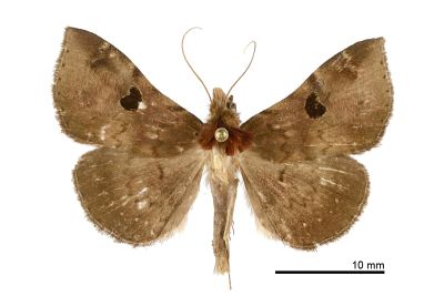 黑斑毛鬚裳蛾 Mosopia punctilinea 雄蟲