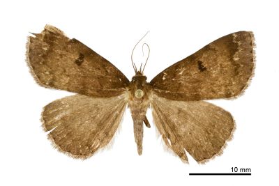 紫暈毛鬚裳蛾 Mosopia purpurea 雌蟲