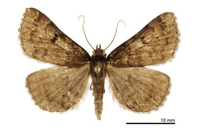 紫暈毛鬚裳蛾 Mosopia purpurea 雄蟲