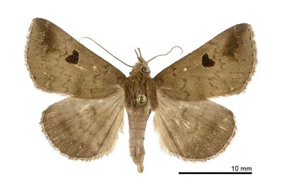灰褐毛鬚裳蛾 Mosopia renipunctum 雄蟲